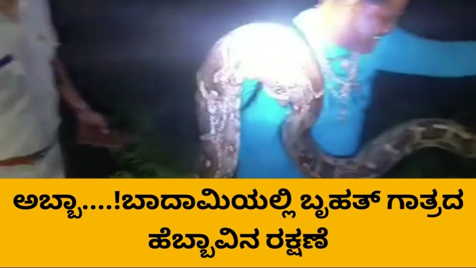 ಅಬ್ಬಬ್ಬಾ ಪೊದೆಯಲ್ಲಿ ಅವಿತಿದ್ದ ಬೃಹತ್ ಗಾತ್ರದ ಹೆಬ್ಬಾವು&zwnj; ರಕ್ಷಣೆ